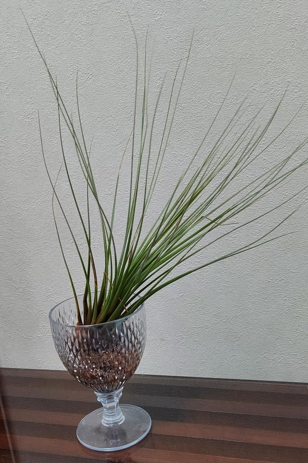 【ティランジア】　