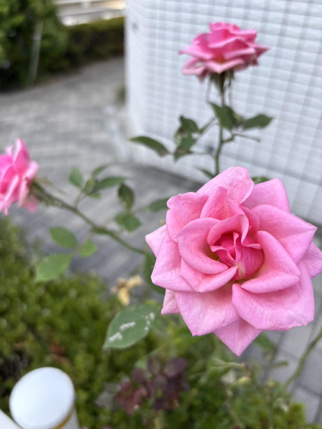 彼のことばかり気になるあなたへ