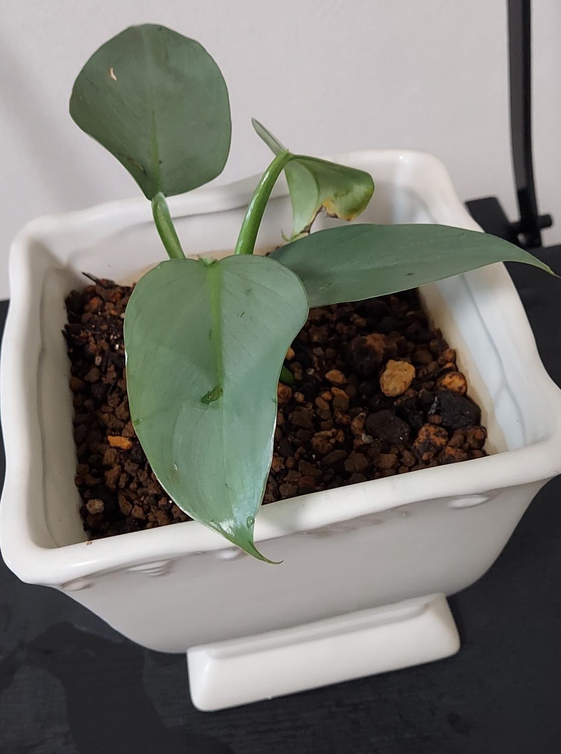 【シルバーメタル】