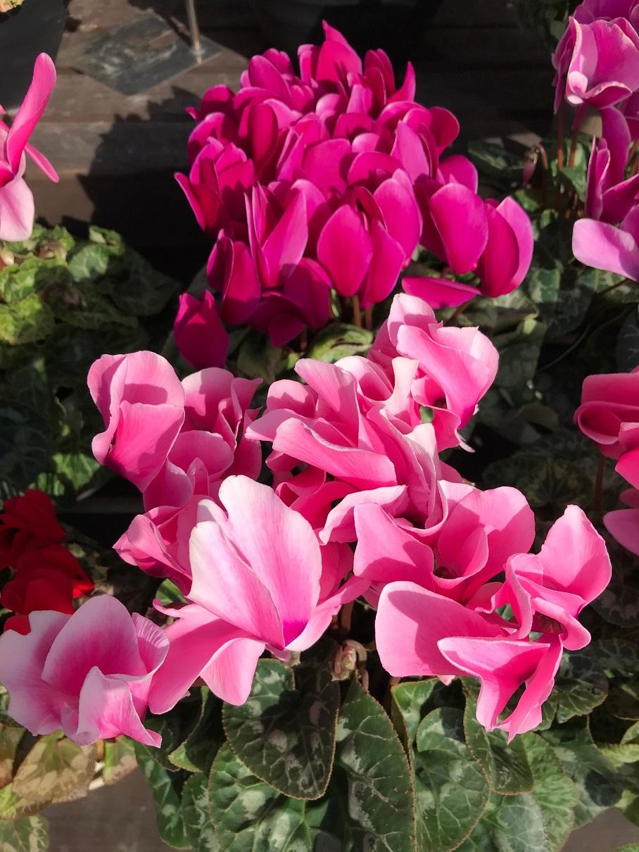 ソロモン王の王冠の花