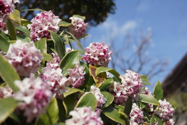 芽吹きの時期