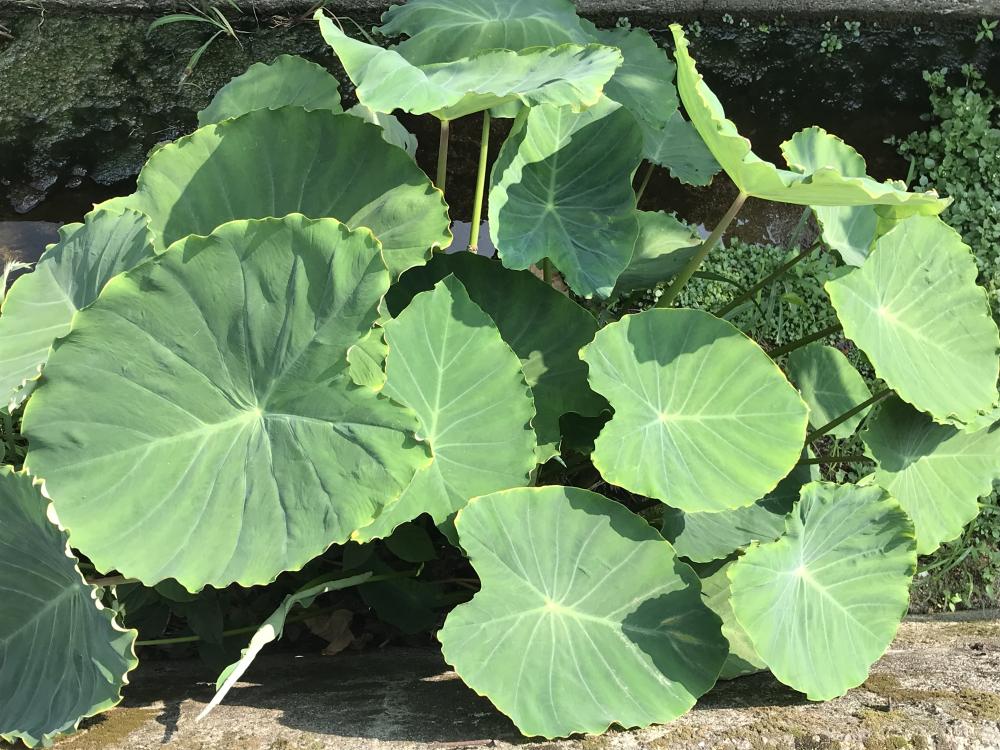 芋煮会