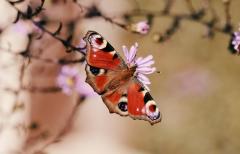 既読スルーの裏側　相手の心中