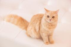 恋して迷った時のヒント