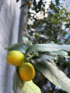 今日から始まる木星逆行に寄せて