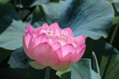 お盆、いかがお過ごしですか？