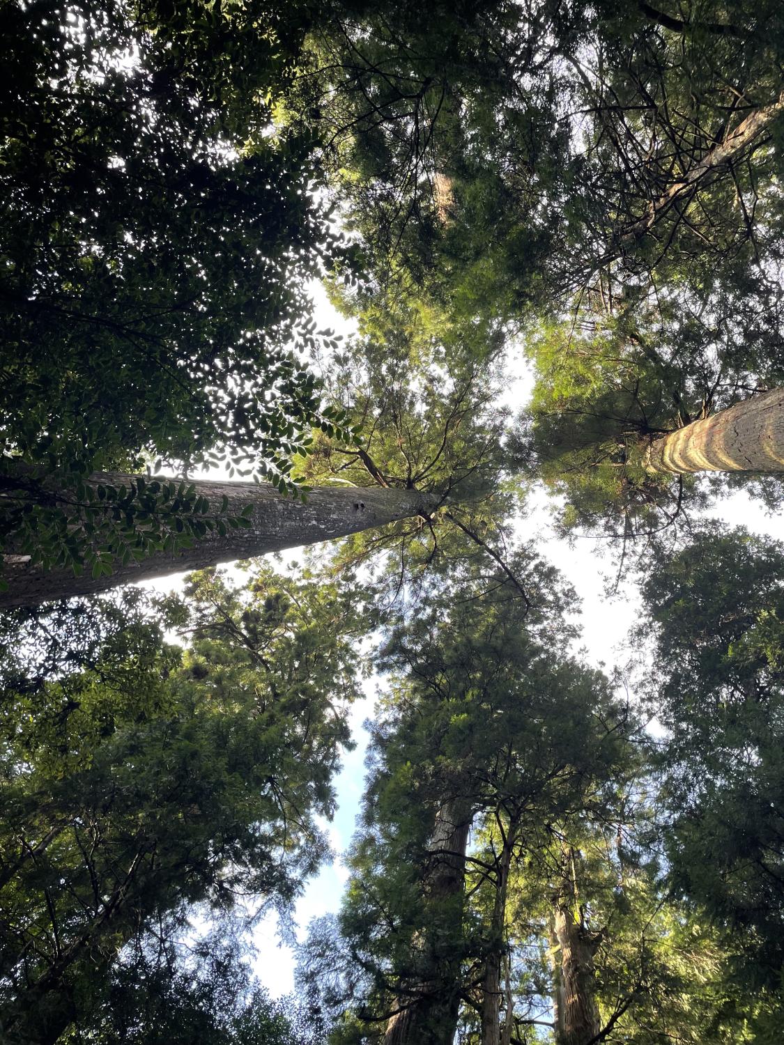 今月のメッセージ