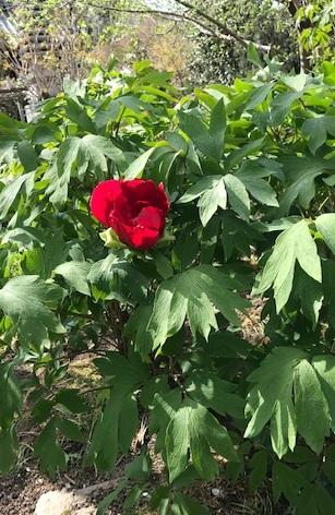 立てば芍薬・・・