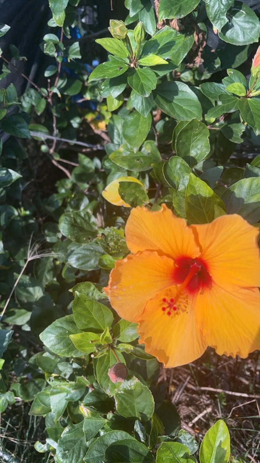 初めまして歩夢です^_^