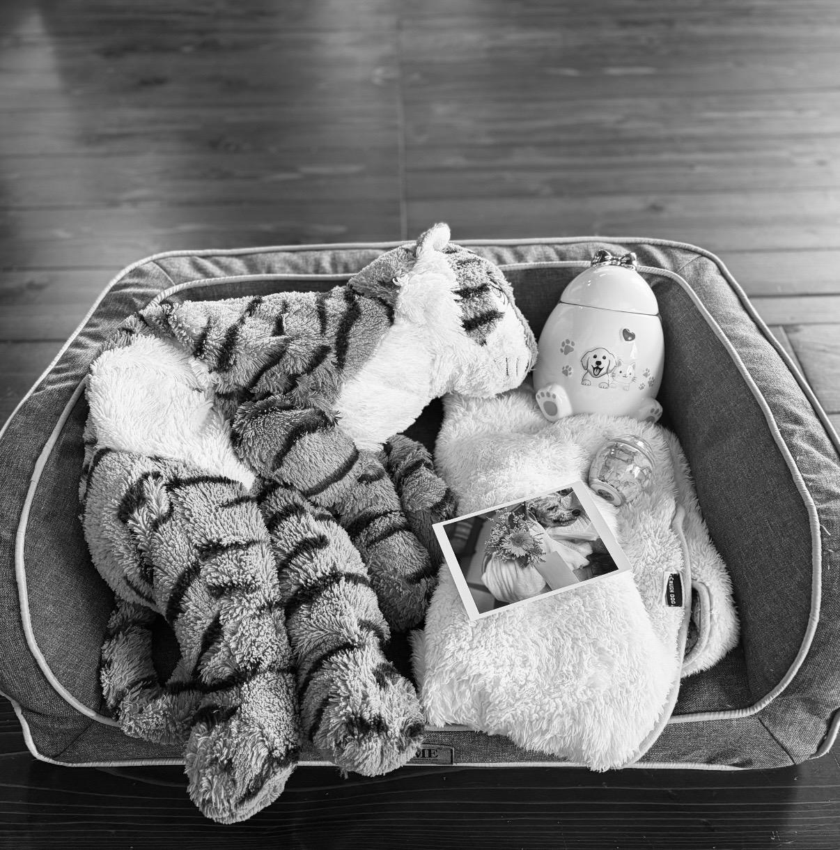 ご報告