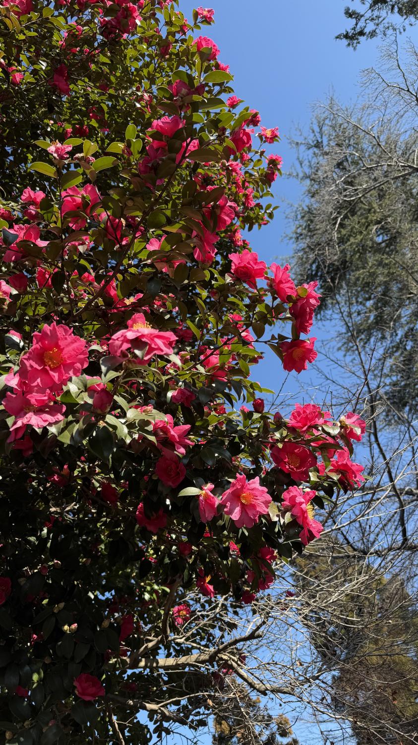 あけましておめでとうございます。