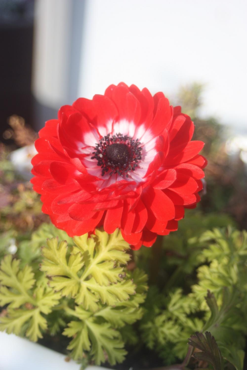 今日からダイエット！