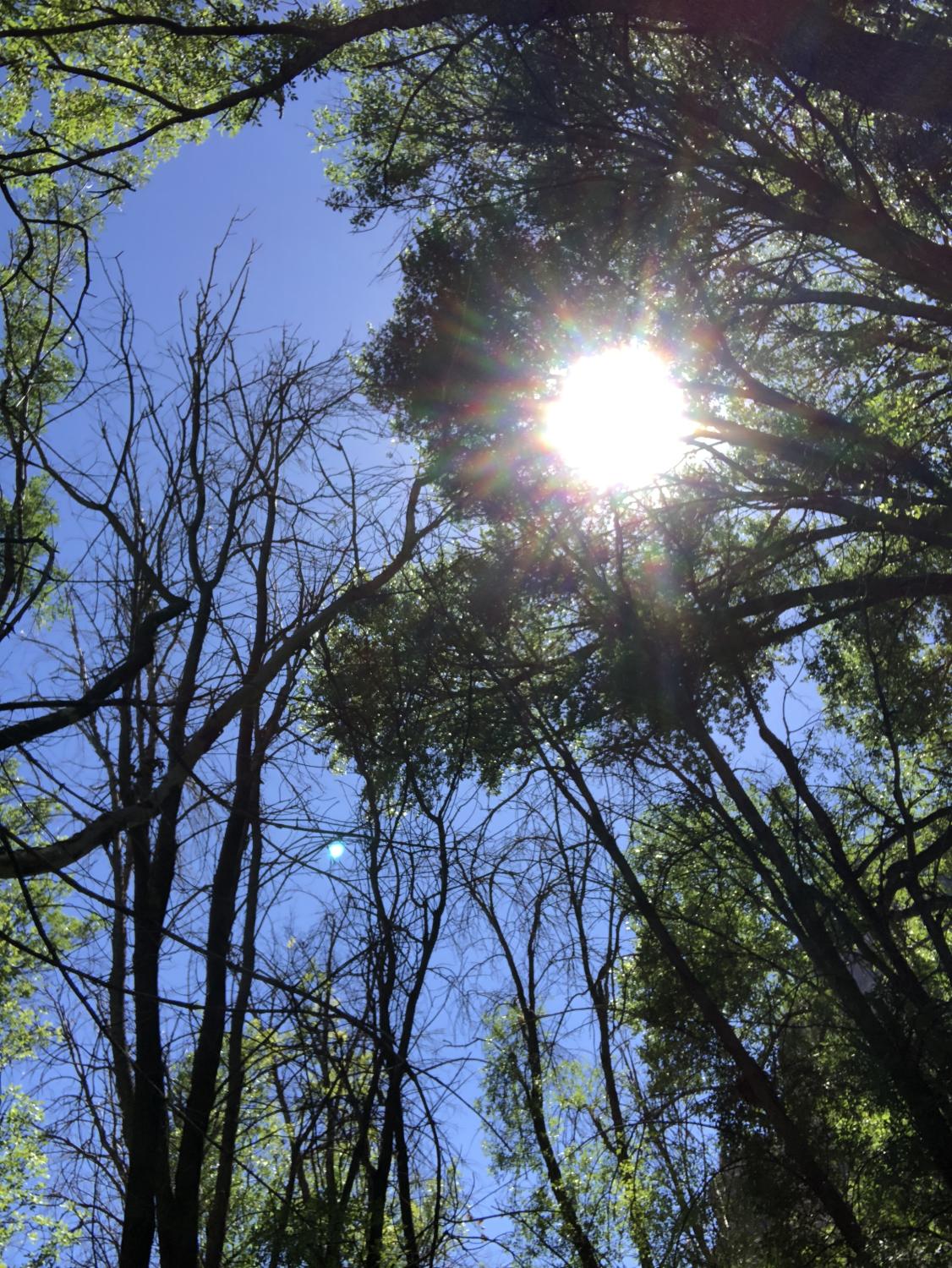 初めまして。宵樺（よいか）と申します。