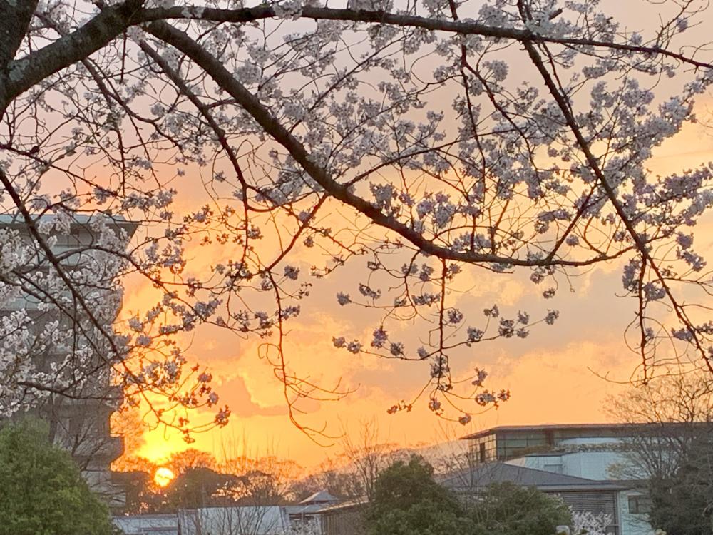 ピンクムーン！