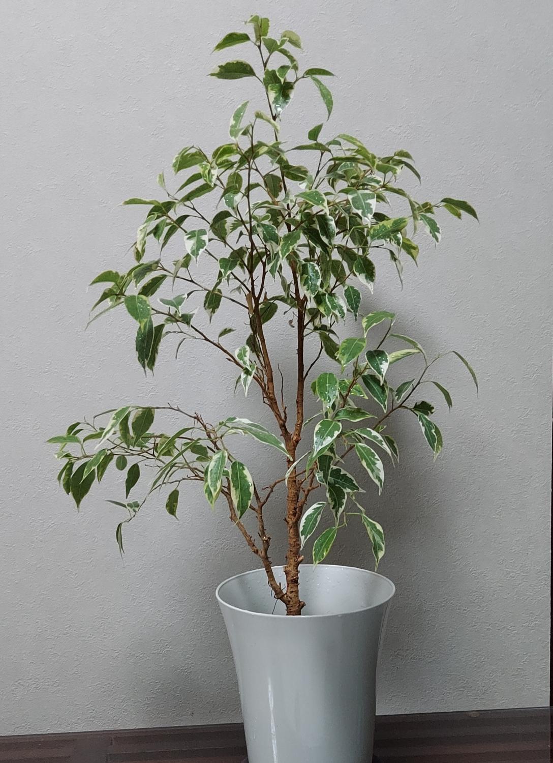 【ベンジャミン】～立ち直る～