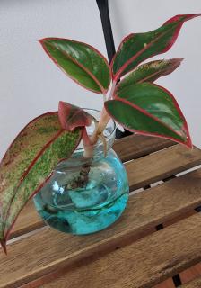 【アグラオネマ】