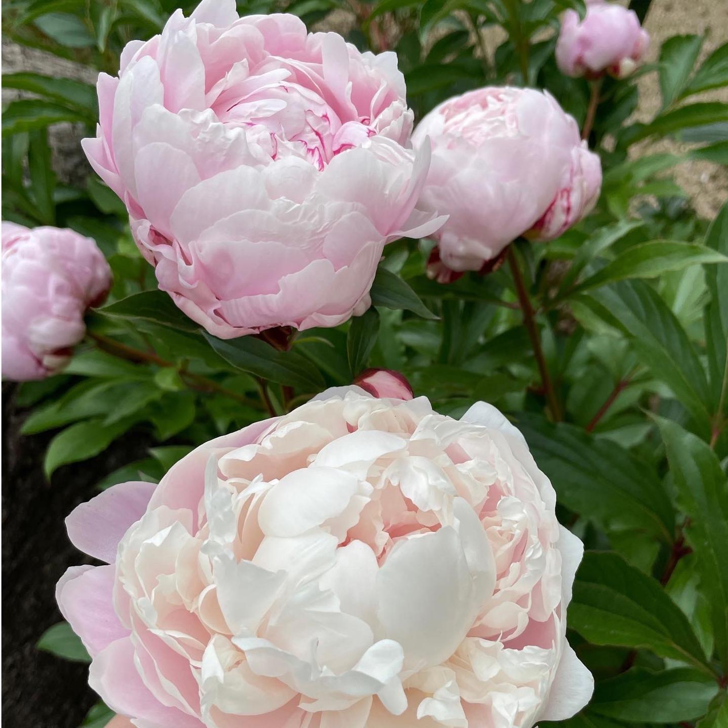 芍薬の季節を迎えて