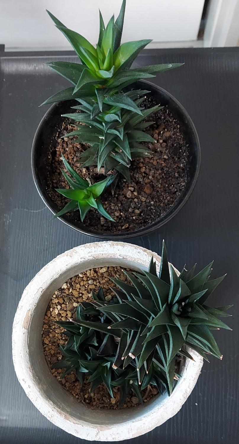 【ハオルチア】