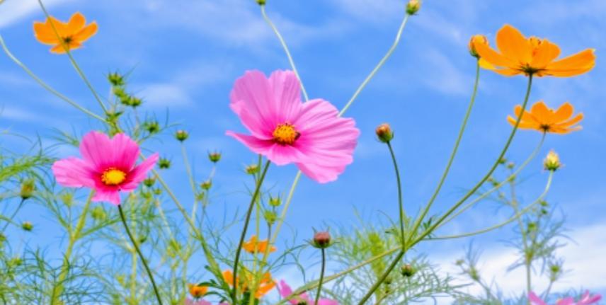 『素直な心を大切に』