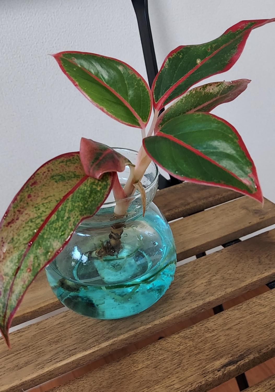 【アグラオネマ】