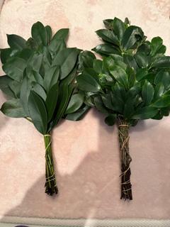 日本産の榊って見たことがありますか？