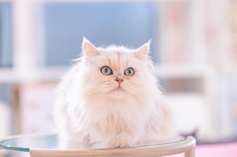 今年の厄は今年のうちに祓う