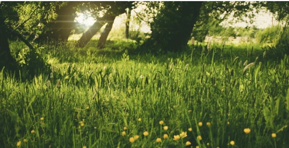 隣の芝はずっと青いままでいい