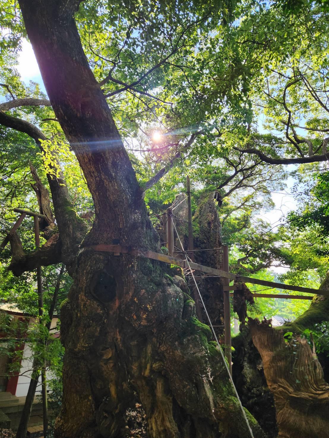 御神木のパワーを頂き願いをかなえる