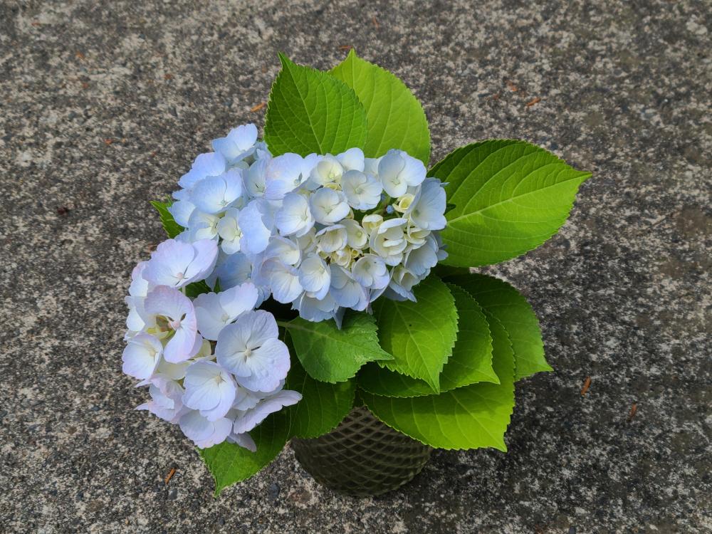 辛抱強く寛容