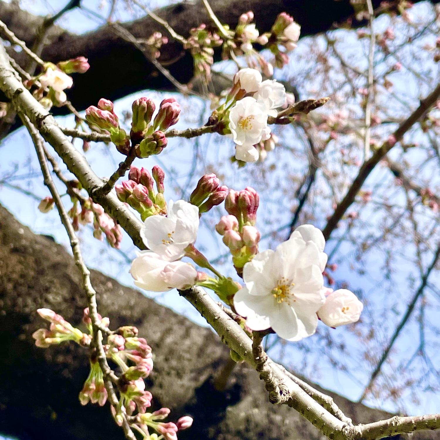 桜の季節を迎えましたね