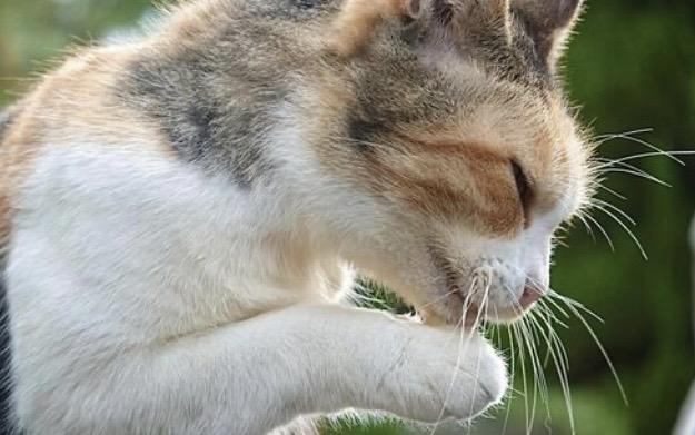 食指