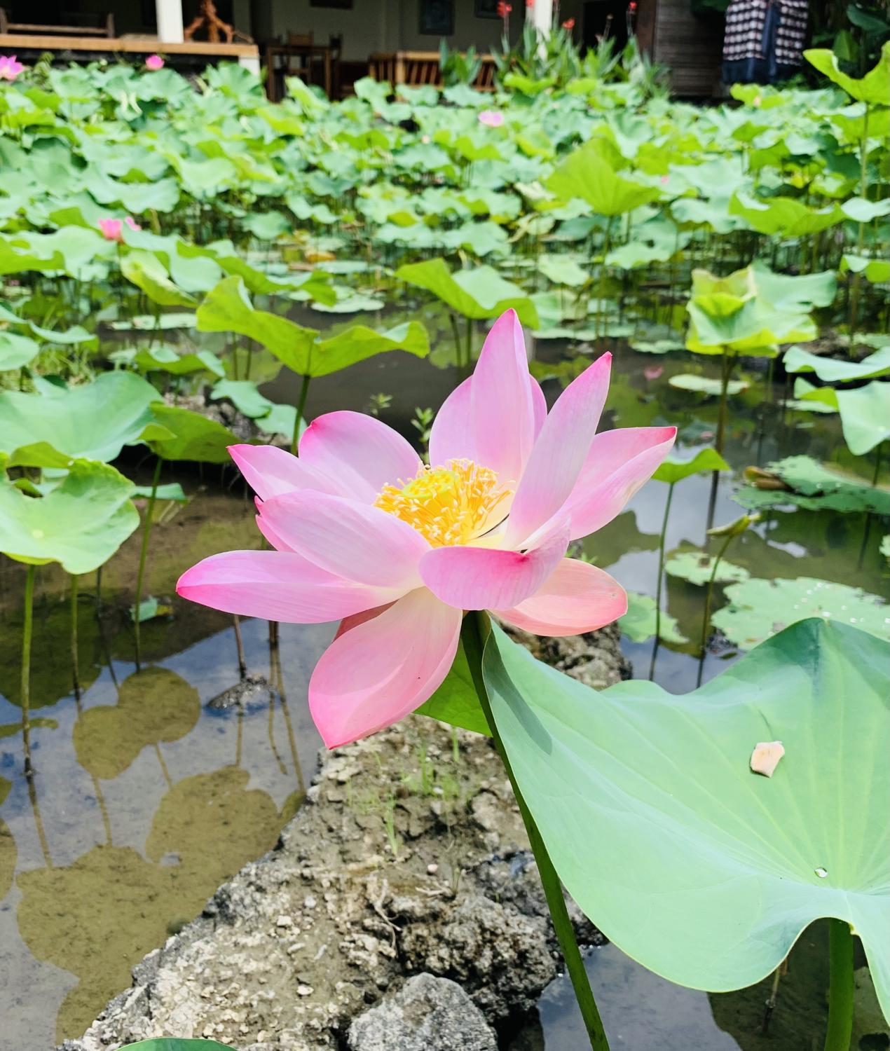 かがみのような存在