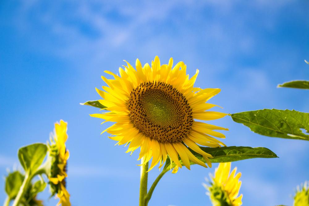 8月の太陽のようになるべき？目指すべき？