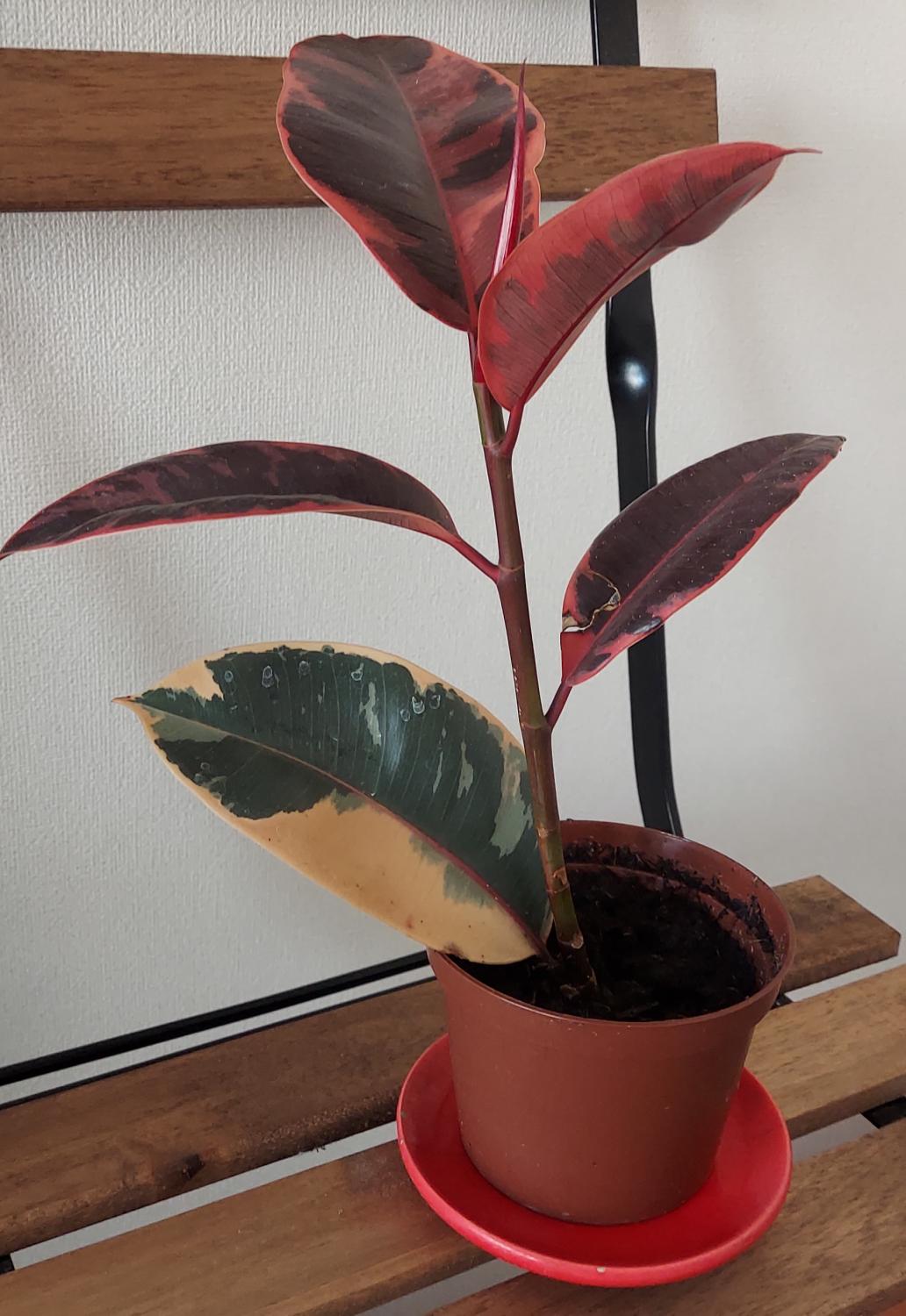 【フィカスルビー】～引き寄せ～