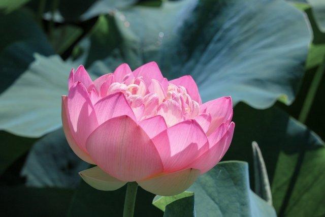 お盆、いかがお過ごしですか？