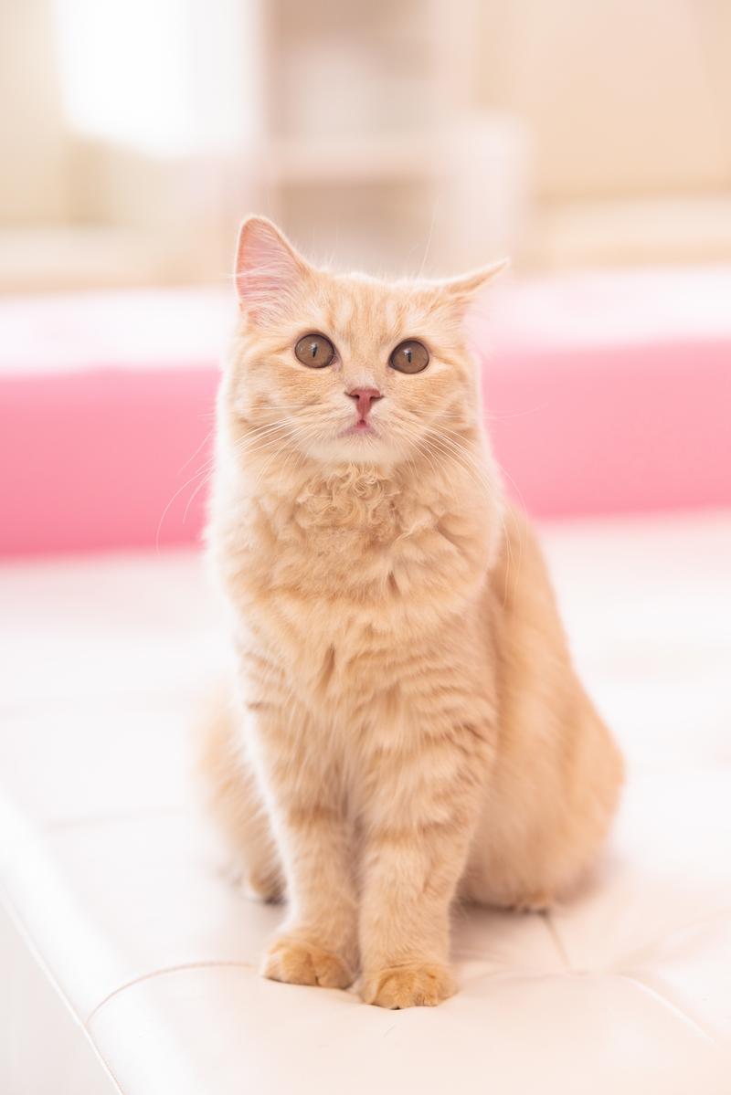 恋愛運を上げるには・・