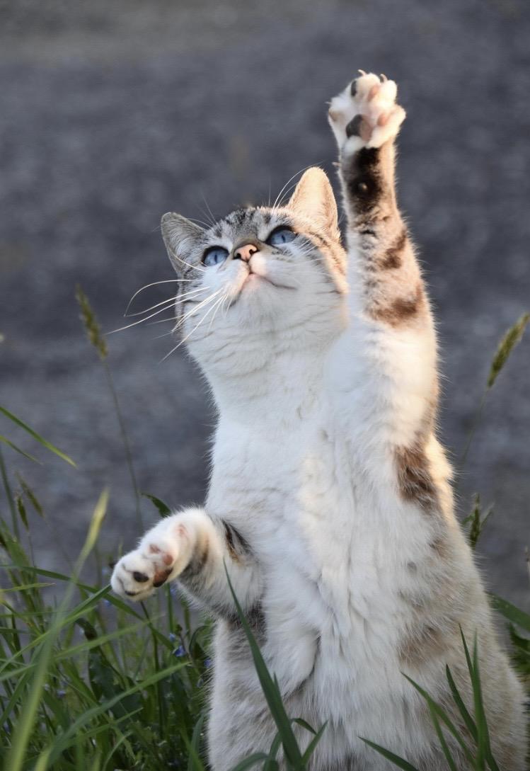 兆し