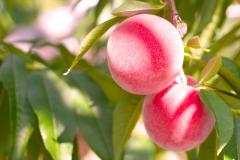 日食は見る派？見ない派？