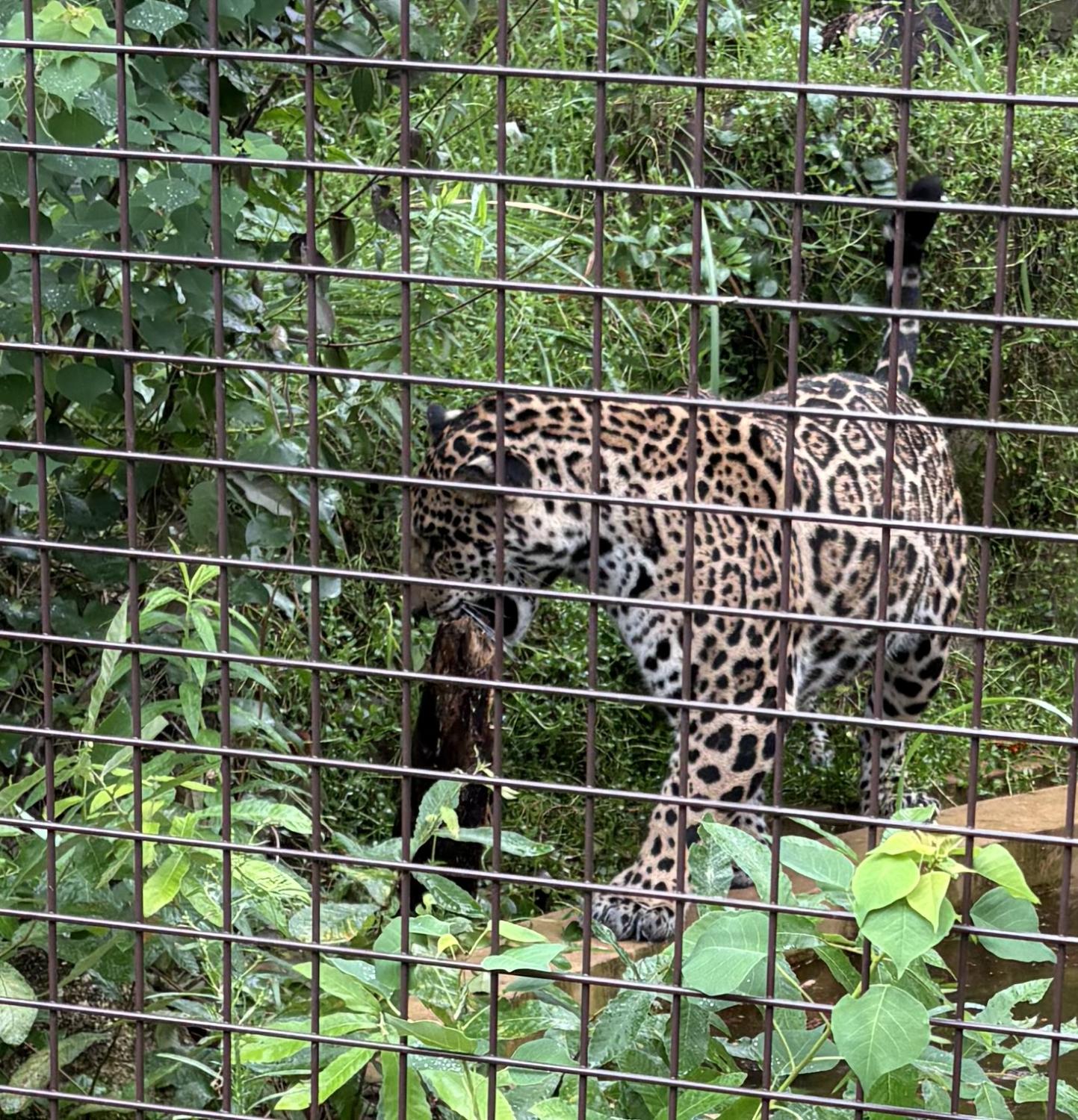 ジャガー