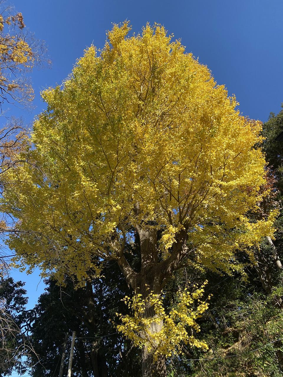 12月、まだ一ヶ月ありますよ。