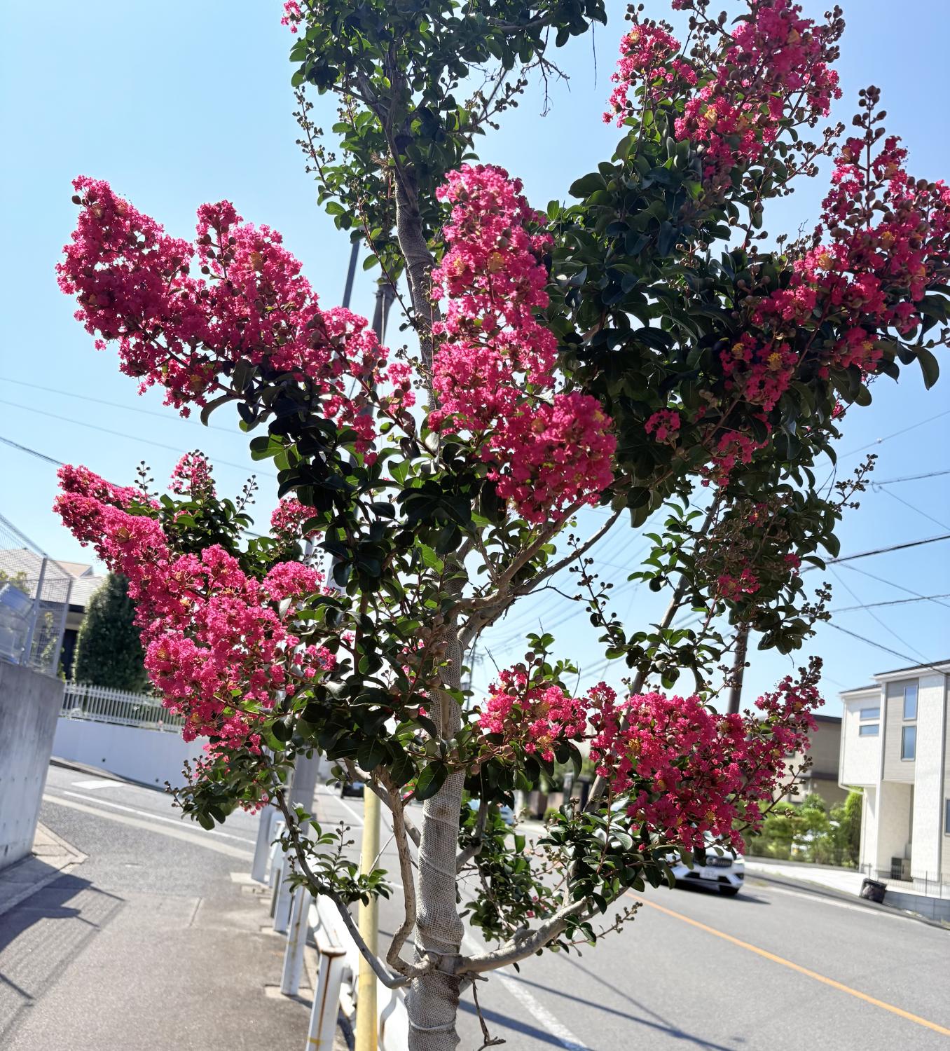 百日紅(さるすべり)