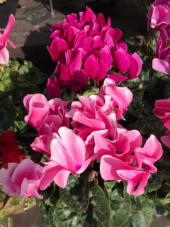 ソロモン王の王冠の花