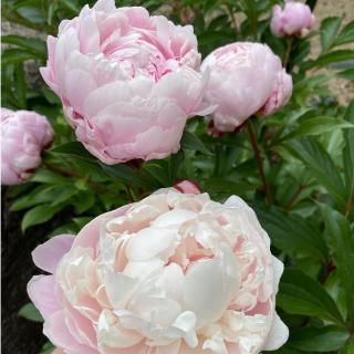 芍薬の季節を迎えて