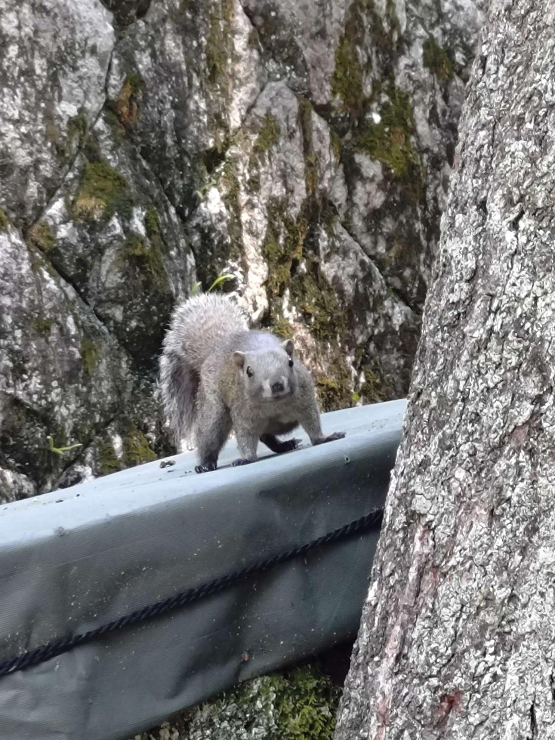 リス