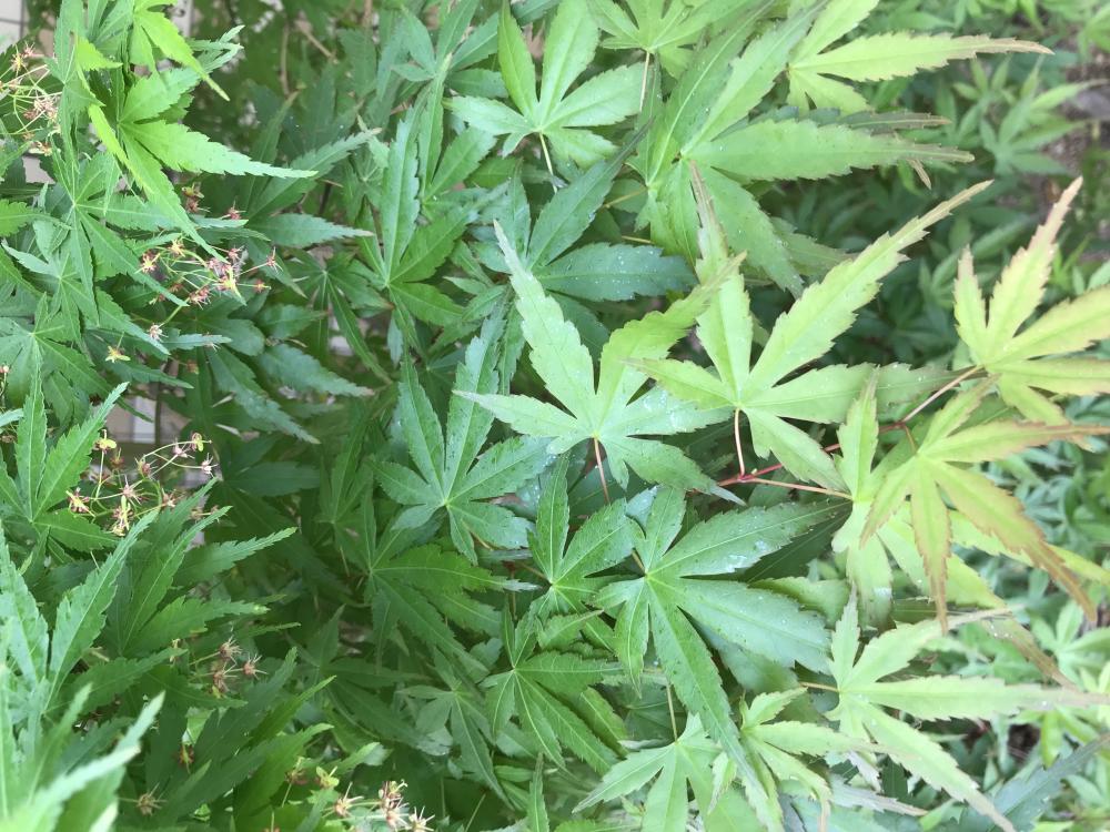 その時々の美しさ