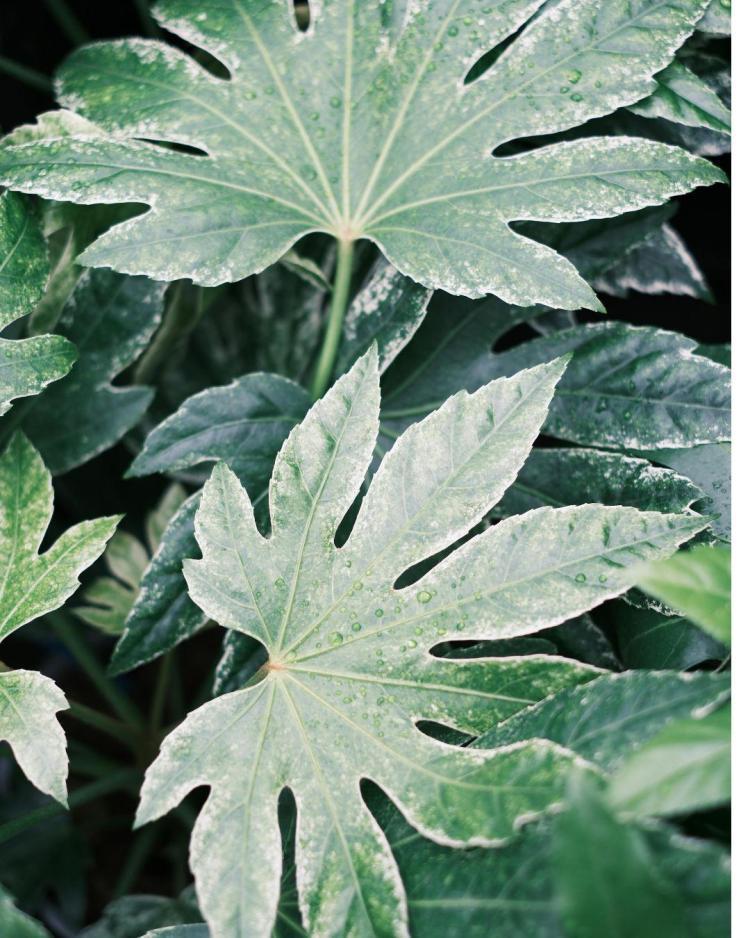 あなたの中のちび天狗ちゃん