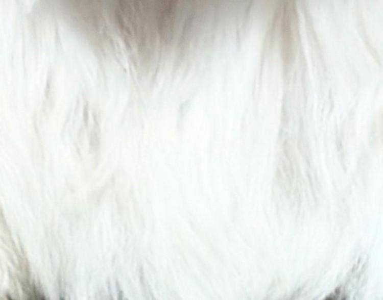 幸運を引き寄せるペット。。。☆彡