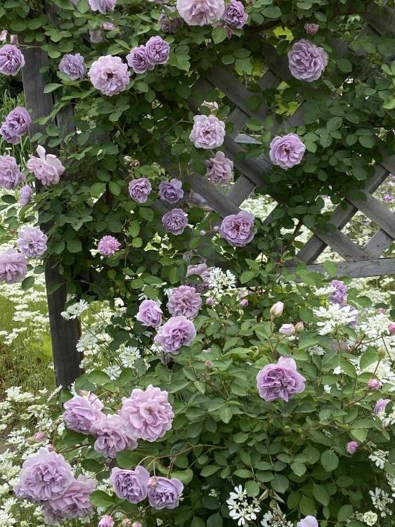 緊急ヒーリング！！