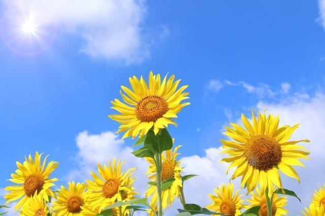 ライオンズゲート再告知します！