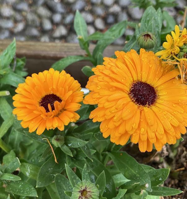 上弦のお月さま（5月28日0：22）